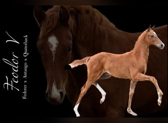 Oldenbourg, Hongre, 2 Ans, Alezan
