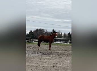 Oldenbourg, Hongre, 2 Ans, Alezan