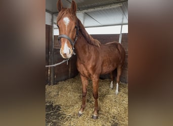 Oldenbourg, Hongre, 2 Ans, Alezan