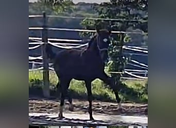 Oldenbourg, Hongre, 2 Ans, Bai brun foncé