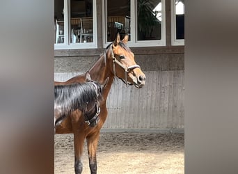 Oldenbourg, Hongre, 2 Ans, Bai