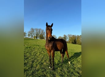 Oldenbourg, Hongre, 2 Ans, Bai