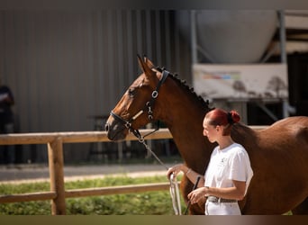 Oldenbourg, Hongre, 2 Ans, Bai