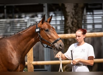 Oldenbourg, Hongre, 2 Ans, Bai