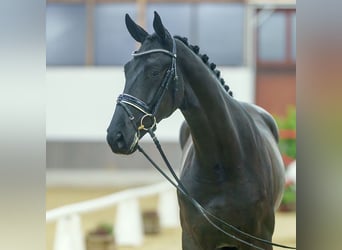 Oldenbourg, Hongre, 2 Ans, Noir