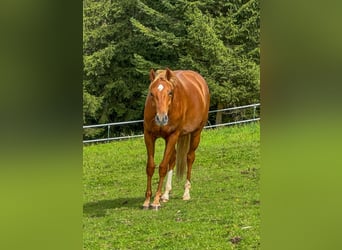 Oldenbourg, Hongre, 3 Ans, 155 cm, Alezan
