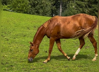 Oldenbourg, Hongre, 3 Ans, 155 cm, Alezan