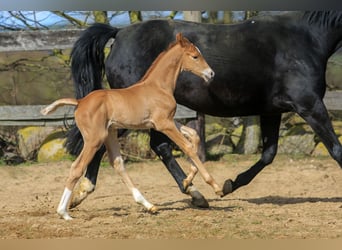 Oldenbourg, Hongre, 3 Ans, 155 cm, Alezan