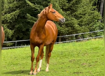 Oldenbourg, Hongre, 3 Ans, 155 cm, Alezan