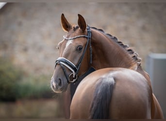 Oldenbourg, Hongre, 3 Ans, 160 cm, Alezan brûlé