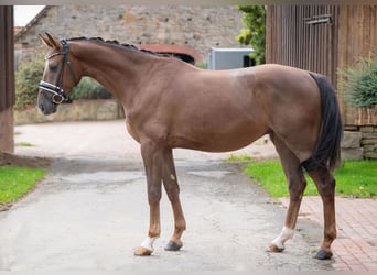 Oldenbourg, Hongre, 3 Ans, 160 cm, Alezan brûlé