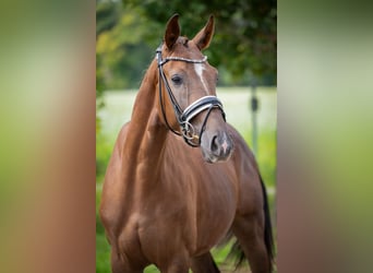 Oldenbourg, Hongre, 3 Ans, 160 cm, Alezan brûlé