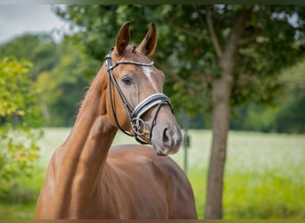 Oldenbourg, Hongre, 3 Ans, 160 cm, Alezan brûlé