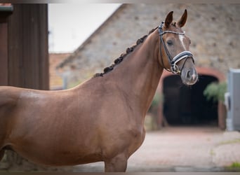 Oldenbourg, Hongre, 3 Ans, 160 cm, Alezan brûlé