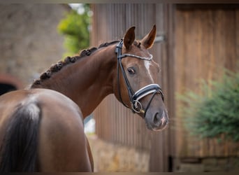 Oldenbourg, Hongre, 3 Ans, 160 cm, Alezan brûlé