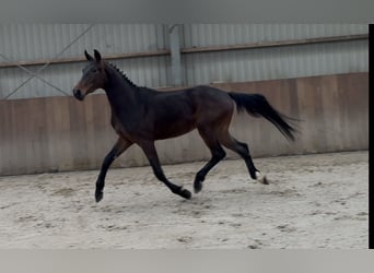 Oldenbourg, Hongre, 3 Ans, 160 cm, Bai brun