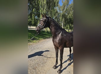 Oldenbourg, Hongre, 3 Ans, 160 cm, Bai brun foncé