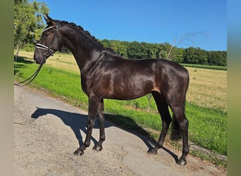 Oldenbourg, Hongre, 3 Ans, 160 cm, Bai brun foncé