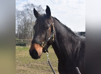 Oldenbourg, Hongre, 3 Ans, 160 cm, Bai brun