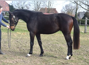 Oldenbourg, Hongre, 3 Ans, 160 cm, Bai brun