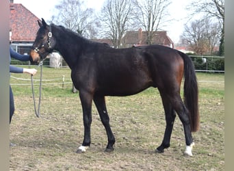 Oldenbourg, Hongre, 3 Ans, 160 cm, Bai brun