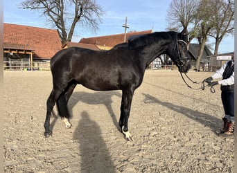 Oldenbourg, Hongre, 3 Ans, 162 cm, Noir