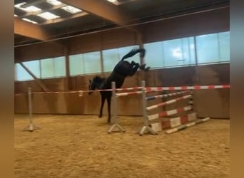 Oldenbourg, Hongre, 3 Ans, 163 cm, Bai brun foncé