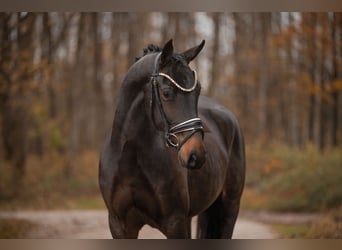 Oldenbourg, Hongre, 3 Ans, 163 cm, Bai brun foncé