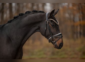 Oldenbourg, Hongre, 3 Ans, 163 cm, Bai brun foncé