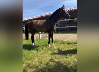 Oldenbourg, Hongre, 3 Ans, 164 cm, Bai brun