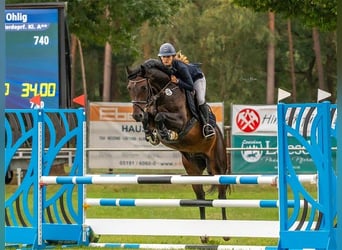 Oldenbourg, Hongre, 3 Ans, 164 cm, Bai brun