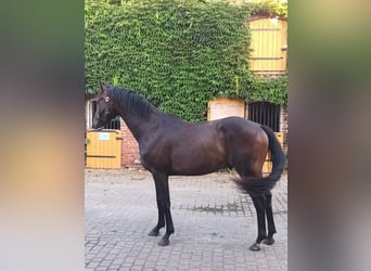 Oldenbourg, Hongre, 3 Ans, 164 cm, Bai