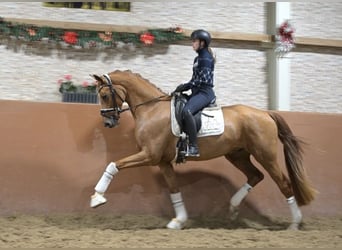 Oldenbourg, Hongre, 3 Ans, 165 cm, Alezan