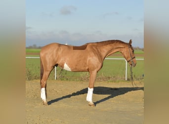 Oldenbourg, Hongre, 3 Ans, 165 cm, Alezan