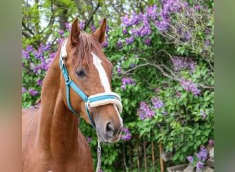 Oldenbourg, Hongre, 3 Ans, 165 cm, Alezan