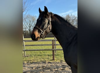 Oldenbourg, Hongre, 3 Ans, 165 cm, Bai brun