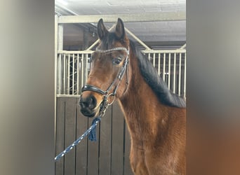 Oldenbourg, Hongre, 3 Ans, 165 cm, Bai