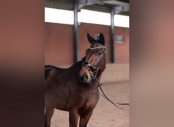 Oldenbourg, Hongre, 3 Ans, 165 cm, Bai