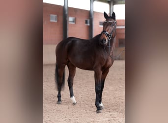 Oldenbourg, Hongre, 3 Ans, 165 cm, Bai