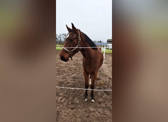 Oldenbourg, Hongre, 3 Ans, 165 cm, Bai