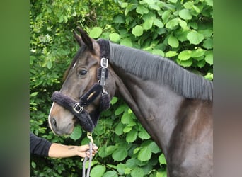 Oldenbourg, Hongre, 3 Ans, 165 cm, Noir