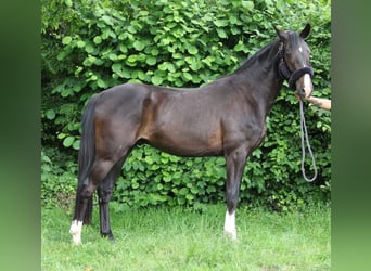 Oldenbourg, Hongre, 3 Ans, 165 cm, Noir