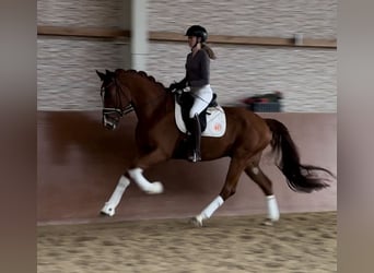 Oldenbourg, Hongre, 3 Ans, 166 cm, Alezan