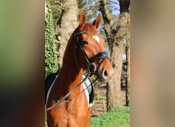 Oldenbourg, Hongre, 3 Ans, 166 cm, Alezan