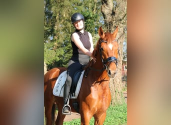 Oldenbourg, Hongre, 3 Ans, 166 cm, Alezan