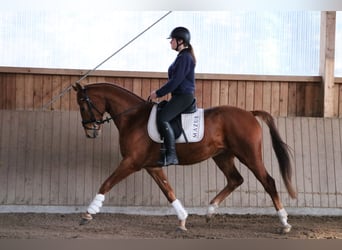 Oldenbourg, Hongre, 3 Ans, 166 cm, Alezan