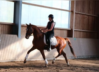 Oldenbourg, Hongre, 3 Ans, 166 cm, Alezan