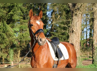 Oldenbourg, Hongre, 3 Ans, 166 cm, Alezan