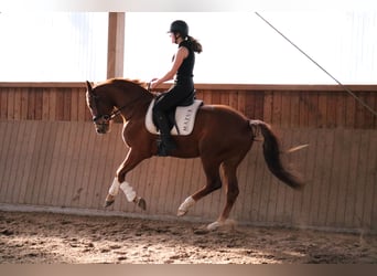 Oldenbourg, Hongre, 3 Ans, 166 cm, Alezan
