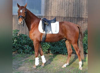 Oldenbourg, Hongre, 3 Ans, 166 cm, Alezan